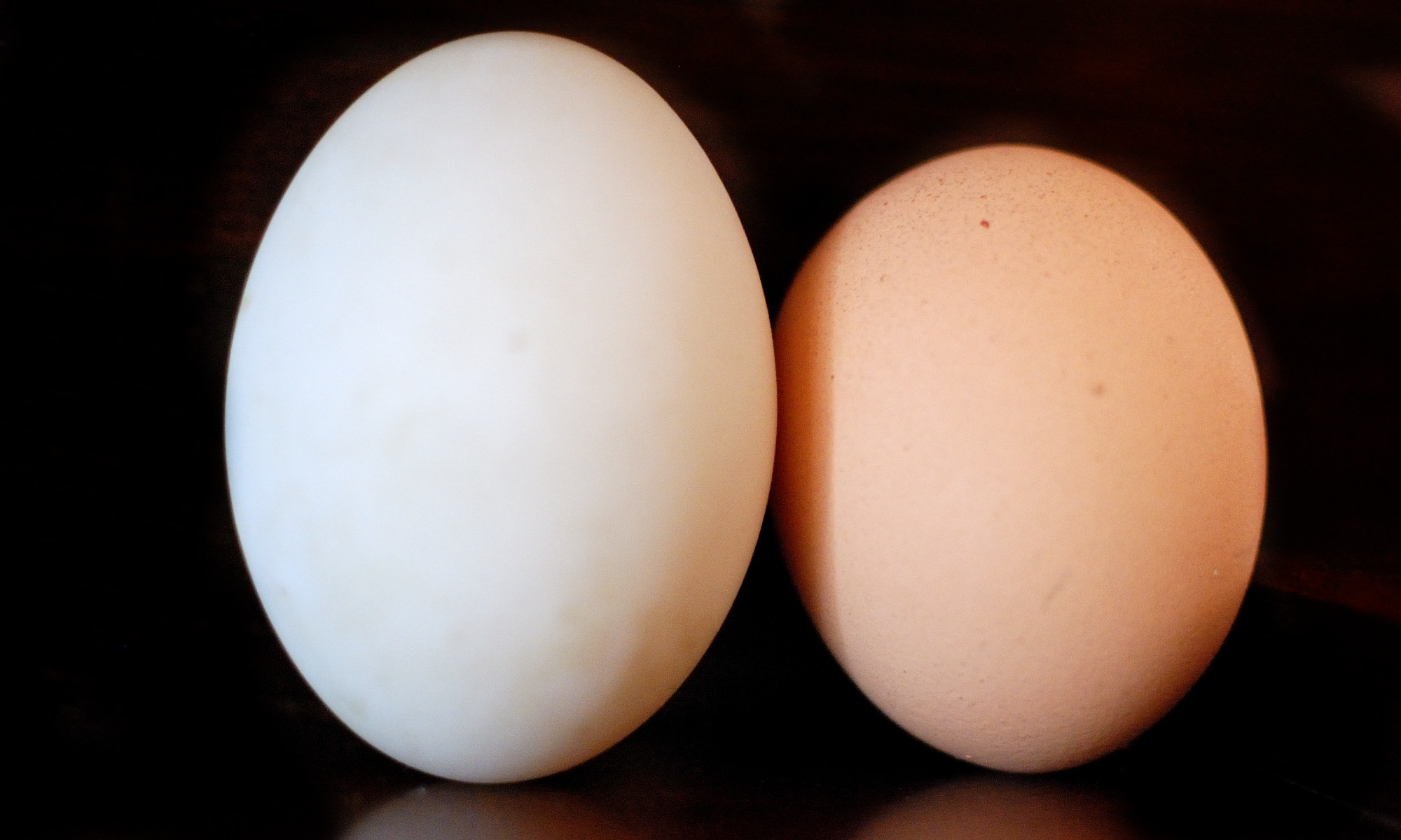 La tracciabilità delle uova